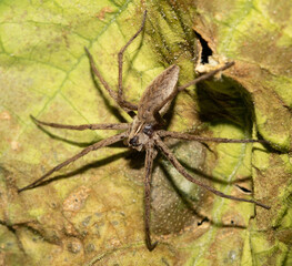 CLose up of a wolf spider on a green vegetable leaf