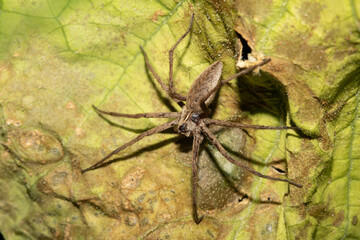 CLose up of a wolf spider on a green vegetable leaf