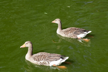 Two greylag geese (Anser anser) swimming peacefully in greenish water. Wild waterfowl in natural habitat, photographed from above. Serene nature moment in urban or park environment.