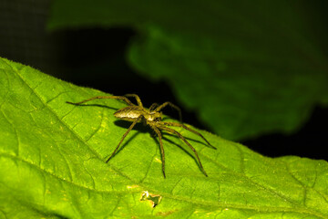 CLose up of a wolf spider on a green vegetable leaf