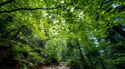 Fototapeta premium Forest canopy view sunlight filtering through leaves green nature scene
