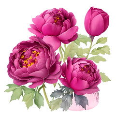 Pink peony roses with green leaves isolated background 