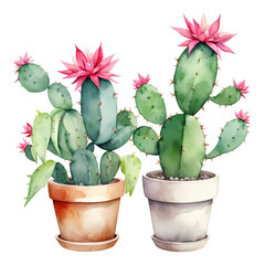 Watercolor illustration of two terracotta pots with cactai with pink flowers isolated background
