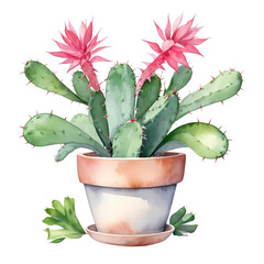 Cactus in a terracotta pot, pink flowers  isolated background watercolor