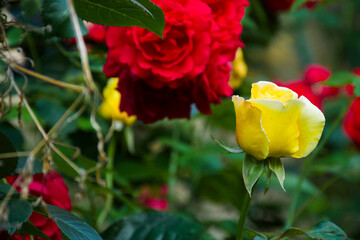 A yellow rose bud emerges against a vivid background of red roses and green foliage, highlighting contrast and fresh new life.
