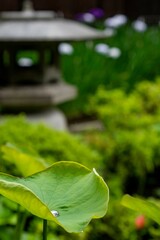 鎌倉2506　海蔵寺1　雨天の風景