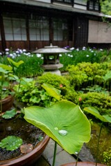 鎌倉2506　海蔵寺7　雨天の風景