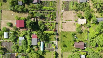 Detailed top-down drone shot of summer allotment gardens with structured paths, cultivated sections, greenhouses, and scattered utility sheds in a lush suburban area