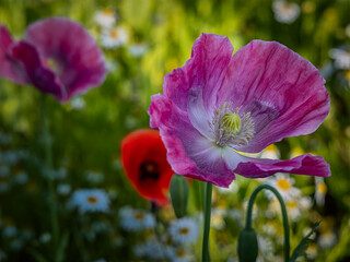 red poppies in a garden in the summer