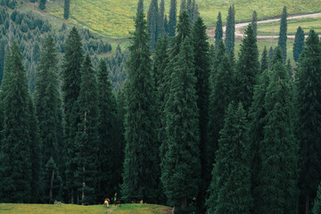 Pine Forest and Meadow in the Mountains