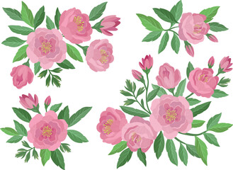Vector stock flower illustration, Pink peony flowers set on a white background. . Watercolor style
