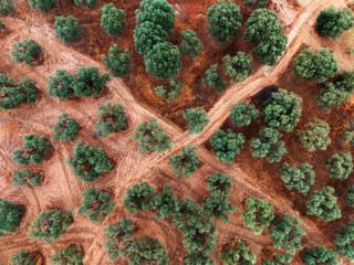 Aerial View of Olive Tree Plantation in Sunny Rural Landscape