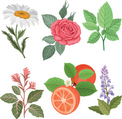 A vector illustration featuring aromatic ingredients including chamomile, rose, mint, oregano, grapefruit, and Clary sage Salvia on a white background