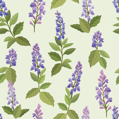 Seamless pattern with Clary sage Salvia sclarea, medicinal plant set. Botanical vector illustration