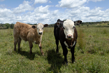 Charlet and Black Baldy Steers