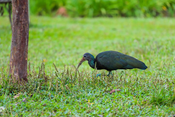 Bare-faced Ibis (Mesembrinibis cayennensis) with curved bill, walking on lush green grass beside a...