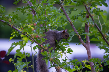 Squirrel eating berries in a tree