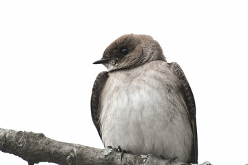 Northern Rough-winged Swallow (Stelgidopteryx serripennis), close-up of head and breast while perched on a branch. Northern Rough-winged Swallow is a brown and white swallow found near water.