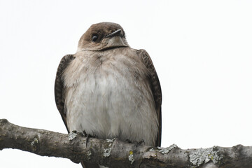 Northern Rough-winged Swallow (Stelgidopteryx serripennis) perched on a branch close up, white background. Northern Rough-winged Swallow is a migratory songbird and an aerial insectivore near water.
