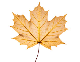 Obraz premium maple leaf isolated on white