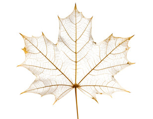 Fototapeta premium autumn maple leaf
