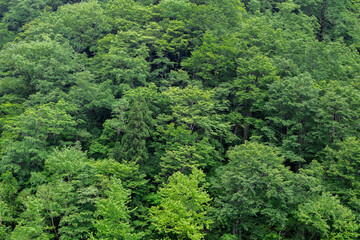 新緑の山と残雪の北アルプス　鹿島槍ヶ岳