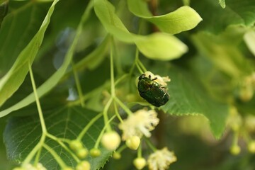 Cockchafer on branch of linden tree with green leaves and blooming flowers outdoors, closeup