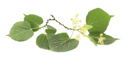 Fototapeta premium Linden branch with beautiful flowers and leaves isolated on white