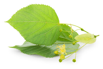 Linden branch with beautiful flowers and leaves isolated on white