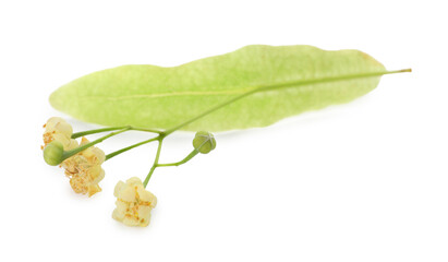 Linden branch with beautiful flowers and leaf isolated on white