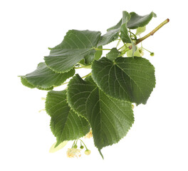 Linden branch with beautiful flowers and leaves isolated on white