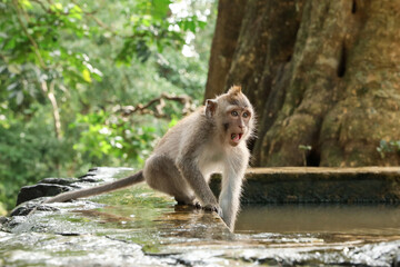 Cute monkey on stone pool in park