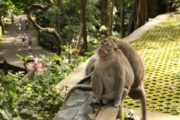 Cute monkeys sitting on wooden bench in park