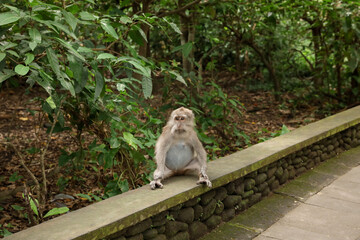 Cute monkey sitting on low stone wall in park