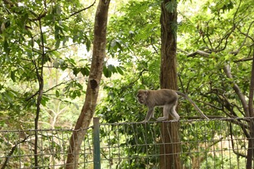 Cute monkey walking along mesh fence in park