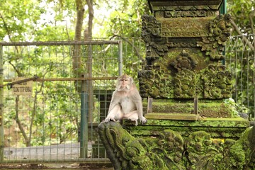 Cute monkey sitting on ancient stone temple covered with moss outdoors