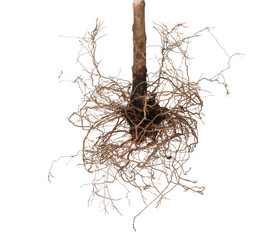 One plant with root isolated on white