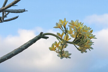 Plumeria shrub with beautiful flowers growing against blue sky outdoors, closeup