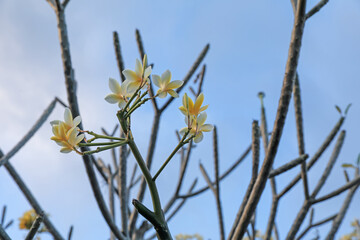 Plumeria shrub with beautiful flowers growing against blue sky outdoors, closeup