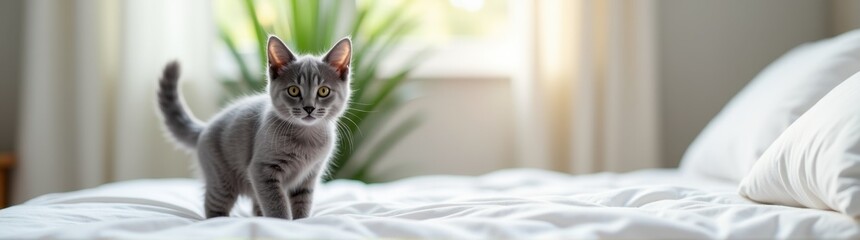Cat that is standing on a bed in the room