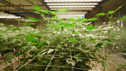 Young cannabis plants are growing in an indoor hydroponic farm, illuminated by led grow lights