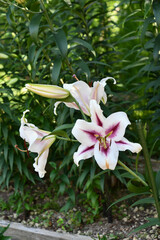 ユリ「ガウチョ」　Lilium 'Gaucho'