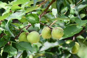 梅の実「豊後」	Japanese apricot ,Ume fruit