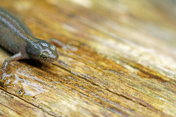 Female alpine newt 