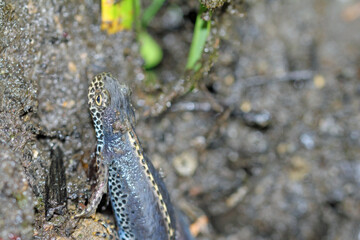 Alpine newt, male in the water