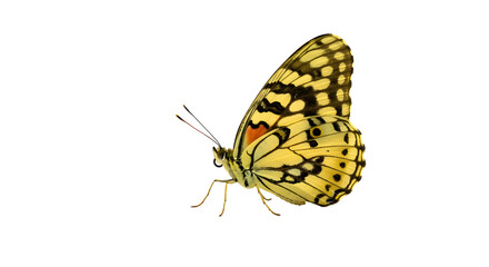 Obraz premium A vibrant yellow butterfly gracefully perched on a flower, surrounded by lush greenery and soft sunlight in the background