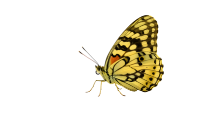 A vibrant yellow butterfly gracefully perched on a flower, surrounded by lush greenery and soft sunlight in the background