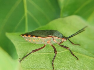 macro of giant shield insect (Pycanum rubens) on a leaf