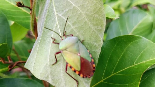 giant stink bug on leaf