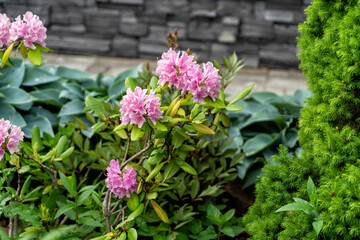 Floral Display: A pink rhododendron blooms amid lush greenery, featuring contrasting leaf shapes against a textured stone wall, garden beauty